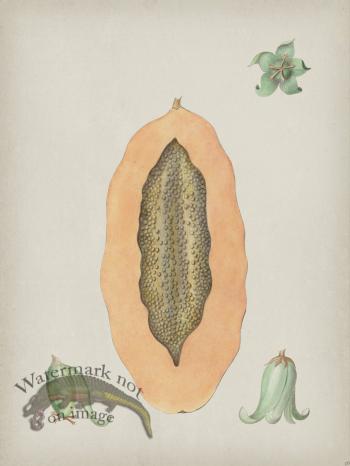 Andean Botanicals 036